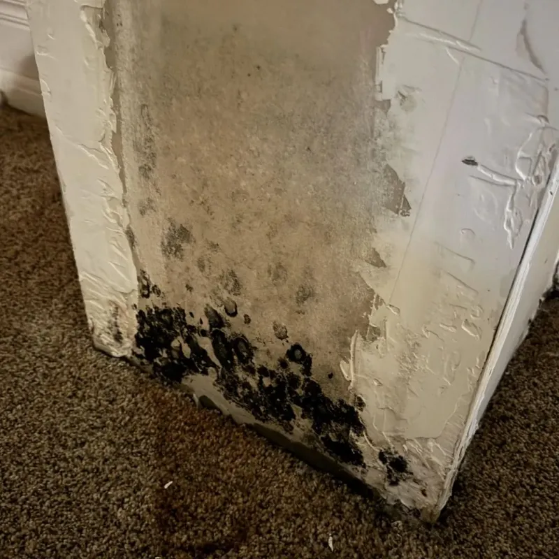 Professional Mold Removal in Carter County, KY